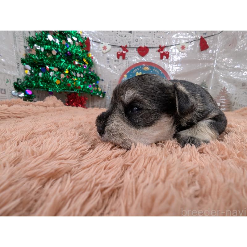 販売中の岐阜県のミニチュアシュナウザー-430348の3枚目