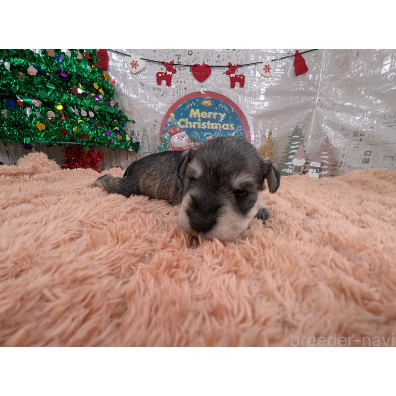 販売中の岐阜県のミニチュアシュナウザー-430348の2枚目