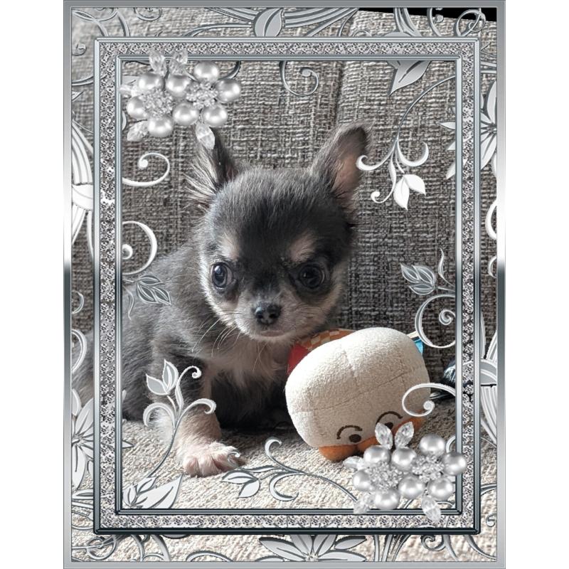 販売中の山口県のチワワ(ロングコート)-430364の4枚目