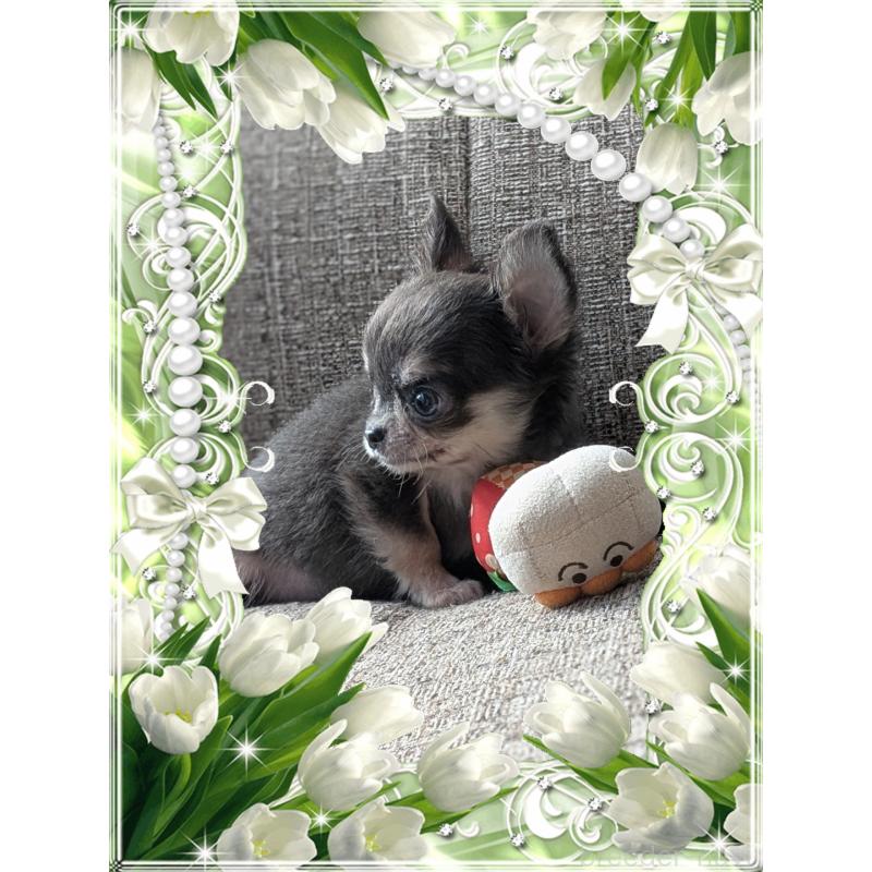 販売中の山口県のチワワ(ロングコート)-430364の3枚目