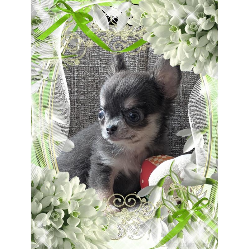 販売中の山口県のチワワ(ロングコート)-430364