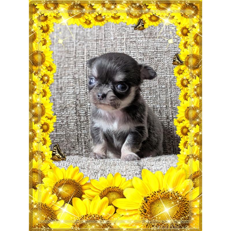 販売中の山口県のチワワ(ロングコート)-430364の2枚目