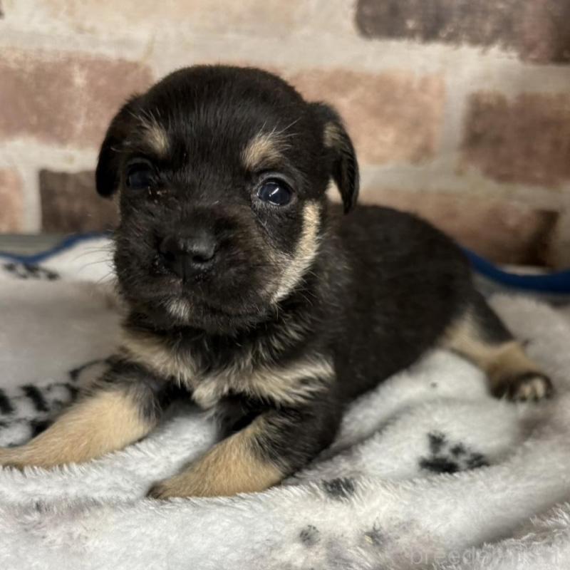 販売中の埼玉県のミックス犬-426045