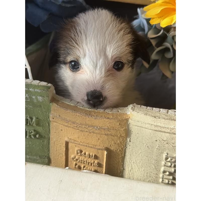 販売中の宮崎県のジャックラッセルテリア-430367の6枚目