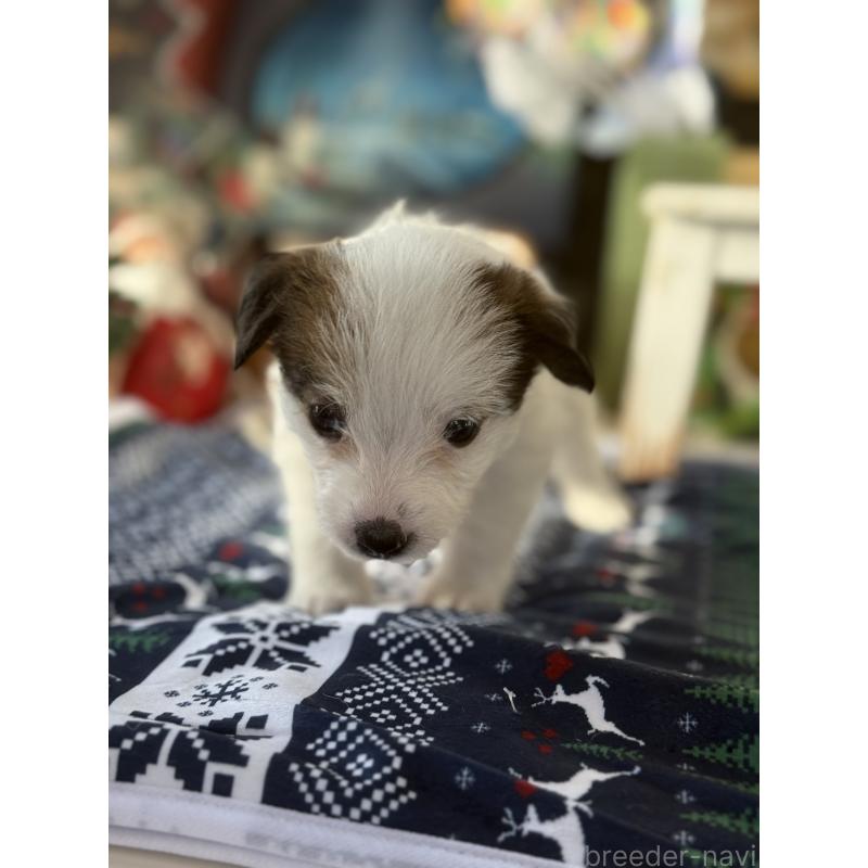 販売中の宮崎県のジャックラッセルテリア-430367の5枚目