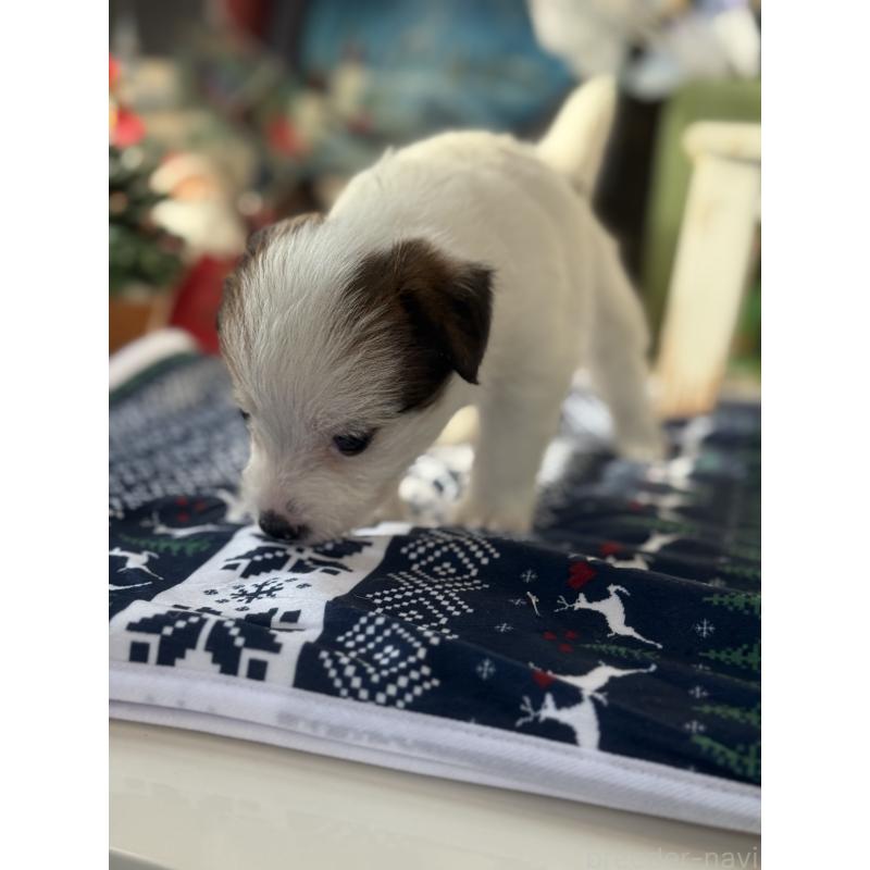 販売中の宮崎県のジャックラッセルテリア-430367の4枚目