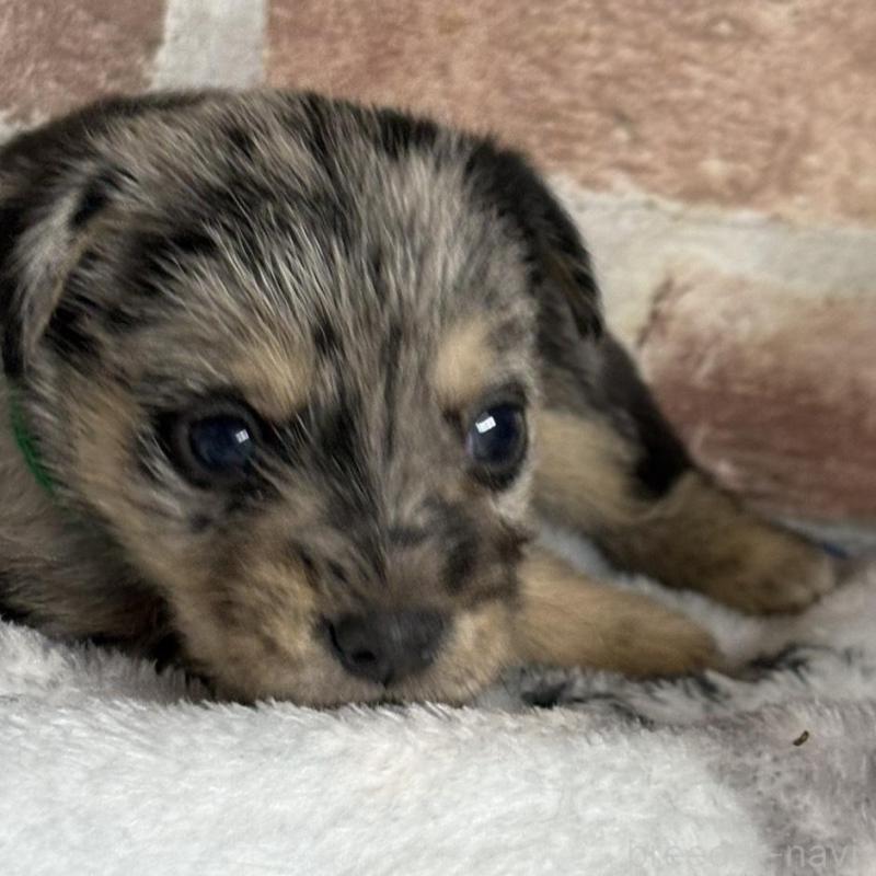 販売中の埼玉県のミックス犬-426046