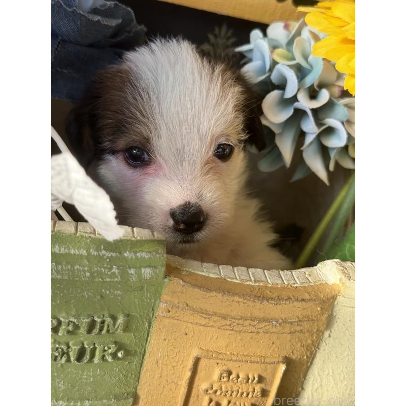 販売中の宮崎県のジャックラッセルテリア-430367の3枚目