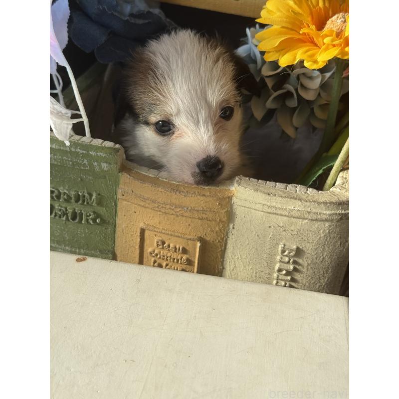 販売中の宮崎県のジャックラッセルテリア-430367の2枚目