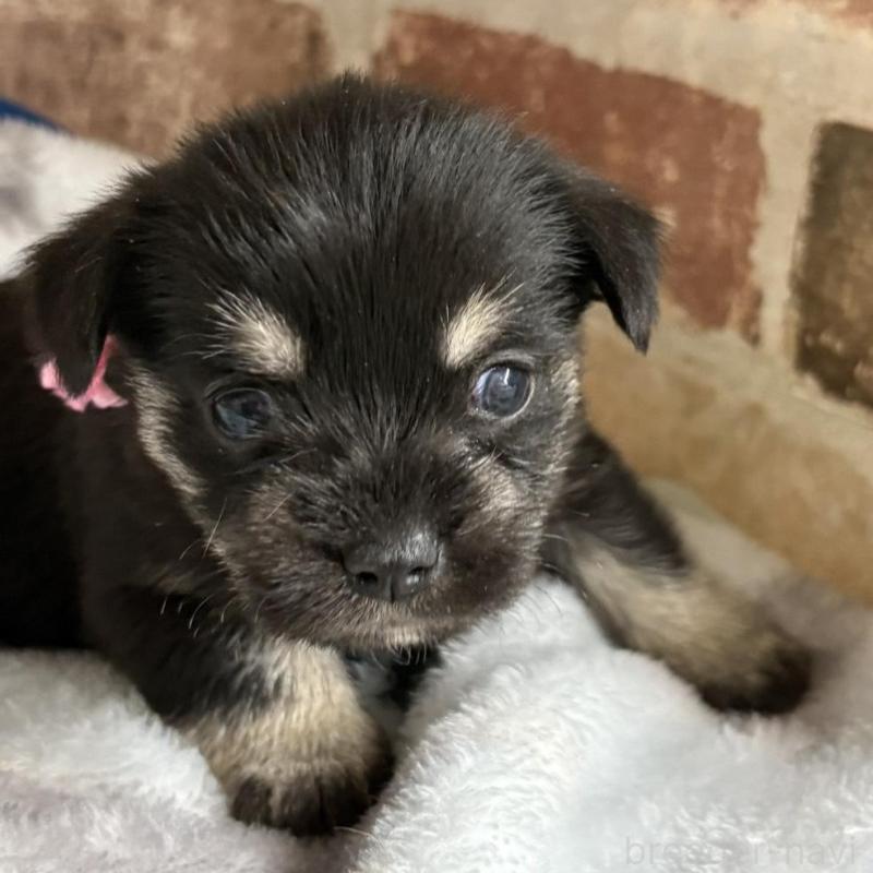 販売中の埼玉県のミックス犬-426050