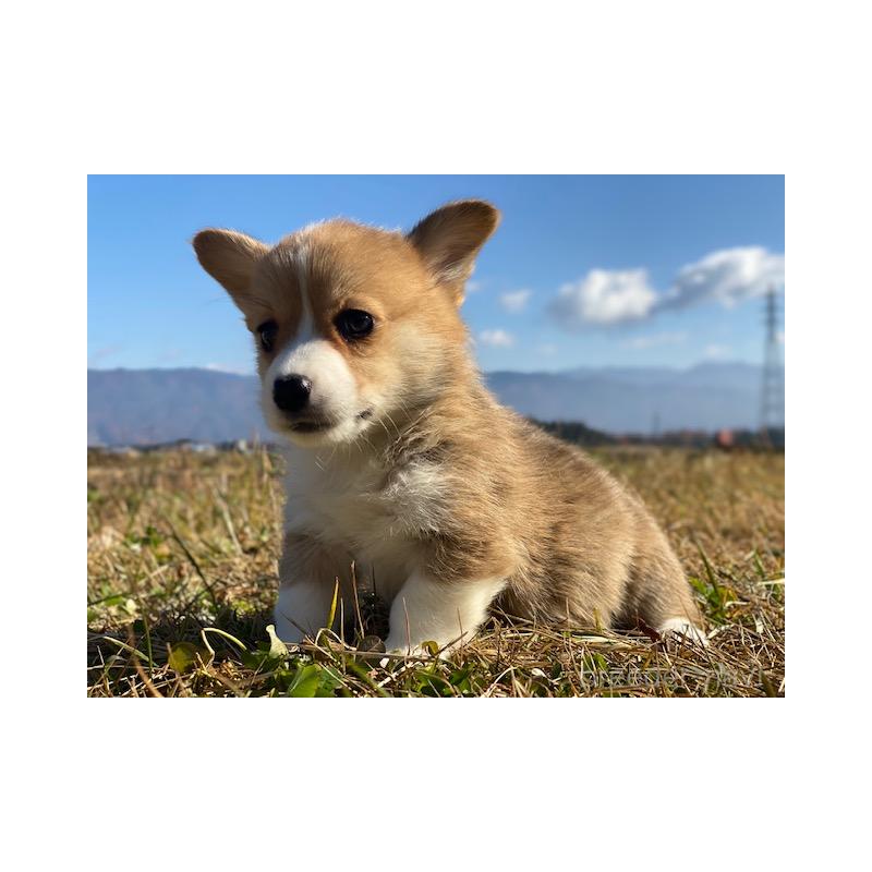 販売中の長野県のウェルシュコーギーペンブローク-430365の5枚目