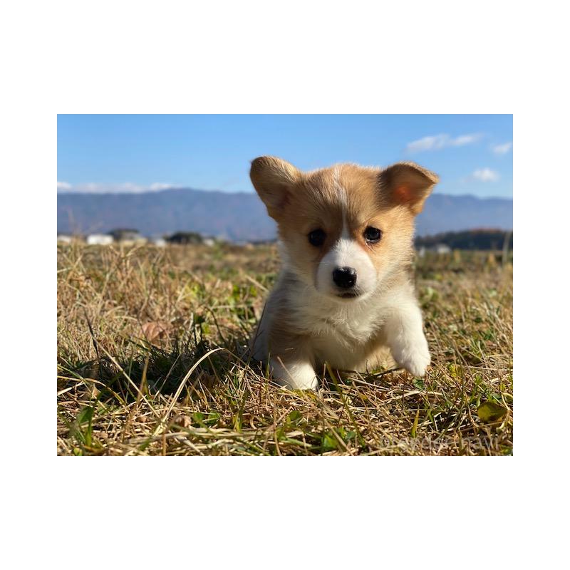 販売中の長野県のウェルシュコーギーペンブローク-430365の4枚目