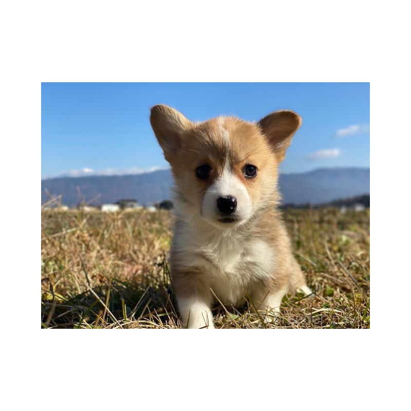 販売中の長野県のウェルシュコーギーペンブローク-430365の1枚目