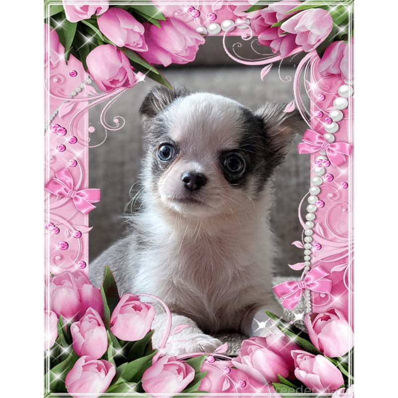 販売中の山口県のチワワ(ロングコート)-430366