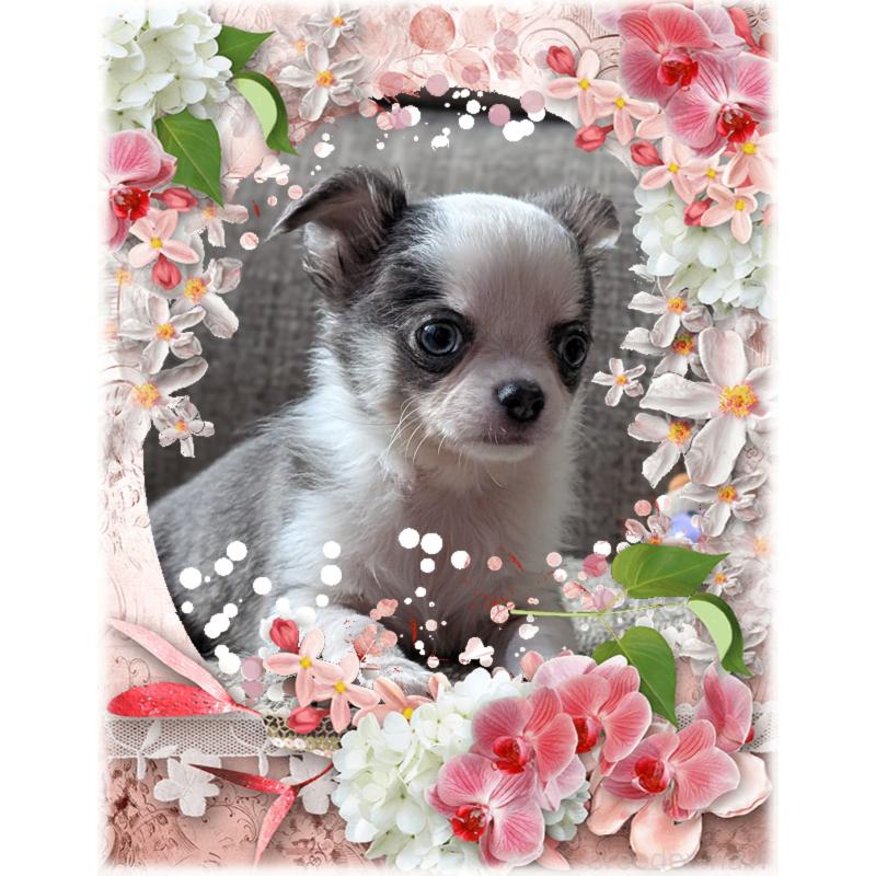 販売中の山口県のチワワ(ロングコート)-430366の4枚目