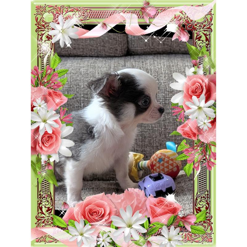 販売中の山口県のチワワ(ロングコート)-430366の3枚目