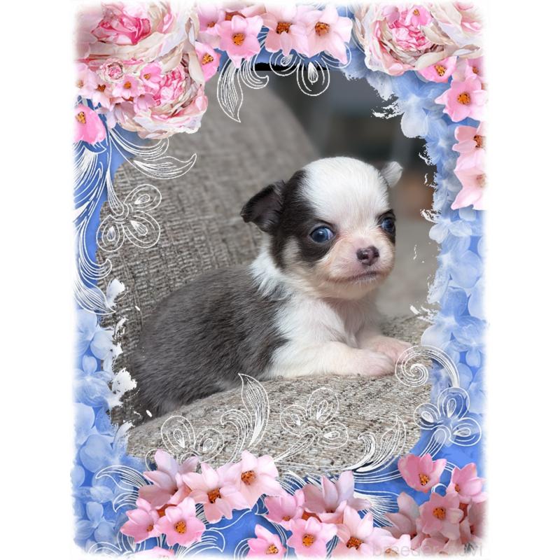 販売中の山口県のチワワ(ロングコート)-430366の2枚目