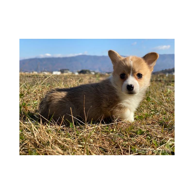 販売中の長野県のウェルシュコーギーペンブローク-430365の3枚目