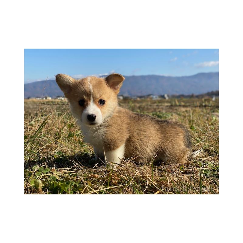 販売中の長野県のウェルシュコーギーペンブローク-430365の2枚目