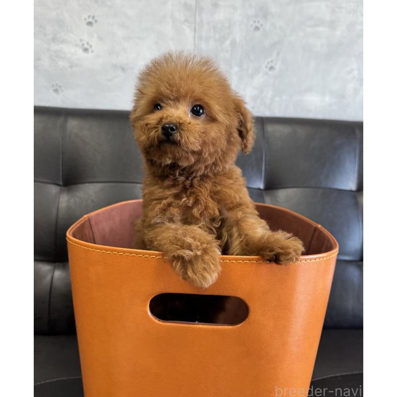 販売中の茨城県のトイプードル-421765の2枚目