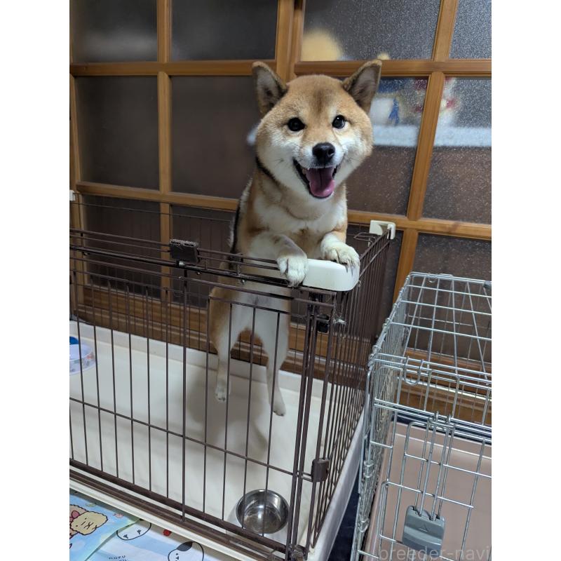 販売中の宮城県の豆柴-430368の4枚目