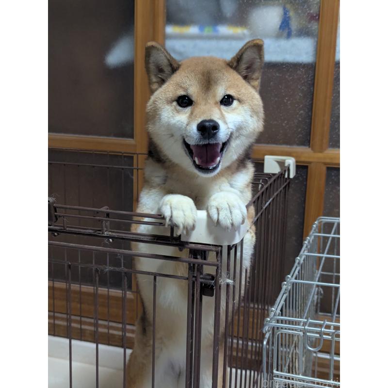 販売中の宮城県の豆柴-430368の3枚目