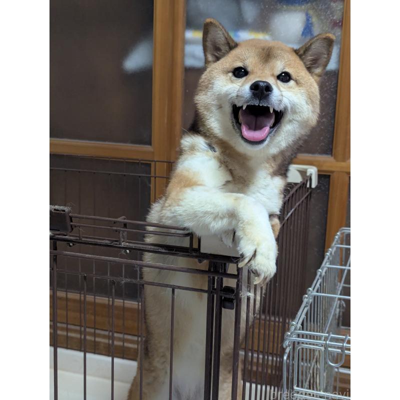 販売中の宮城県の豆柴-430368の2枚目