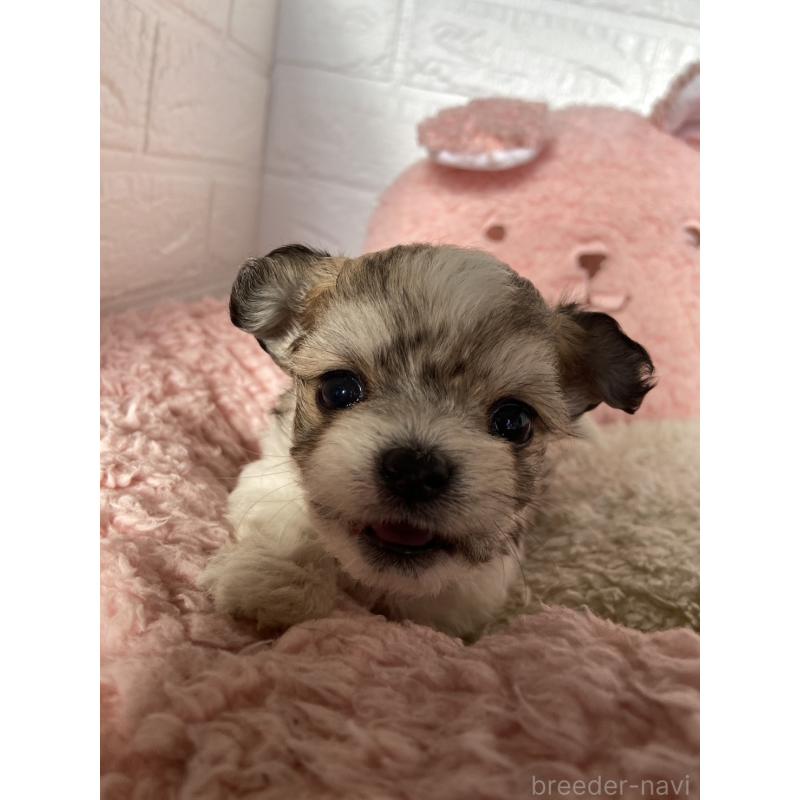 販売中の岡山県のミックス犬-430369の3枚目