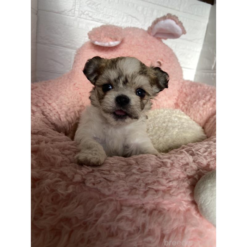 販売中の岡山県のミックス犬-430369の2枚目