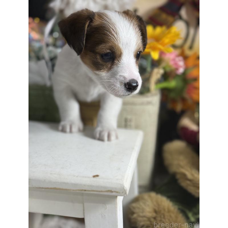 販売中の宮崎県のジャックラッセルテリア-430370の7枚目