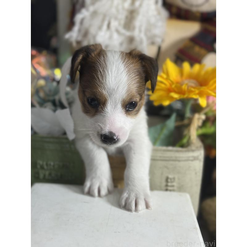 販売中の宮崎県のジャックラッセルテリア-430370の6枚目