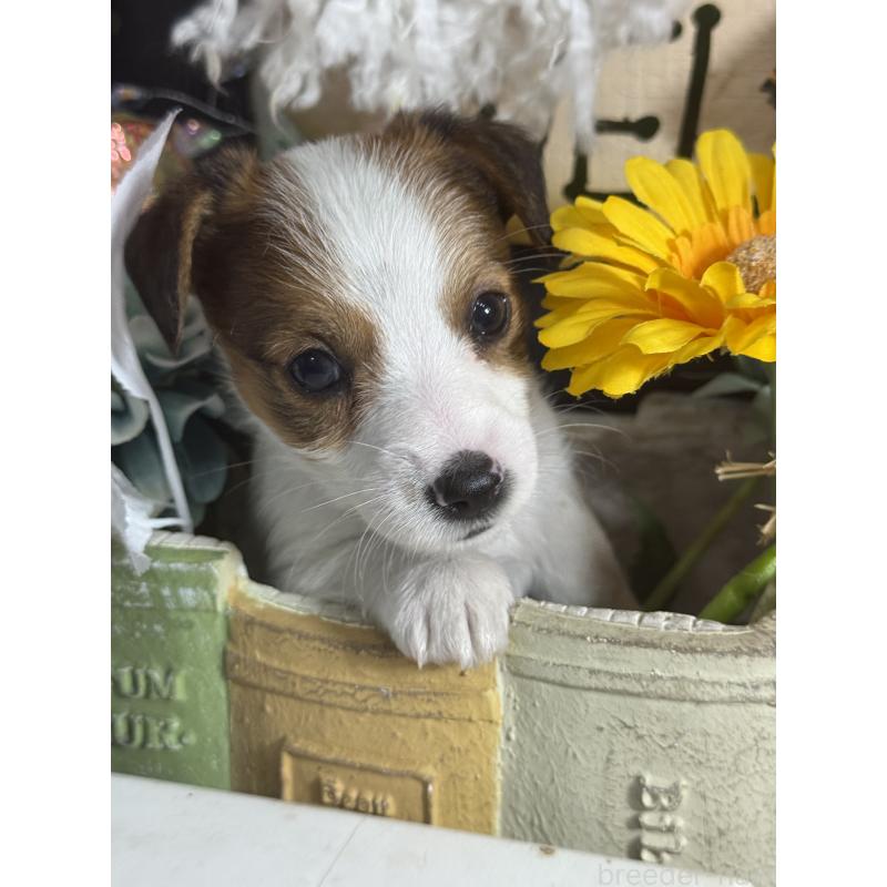 販売中の宮崎県のジャックラッセルテリア-430370の5枚目