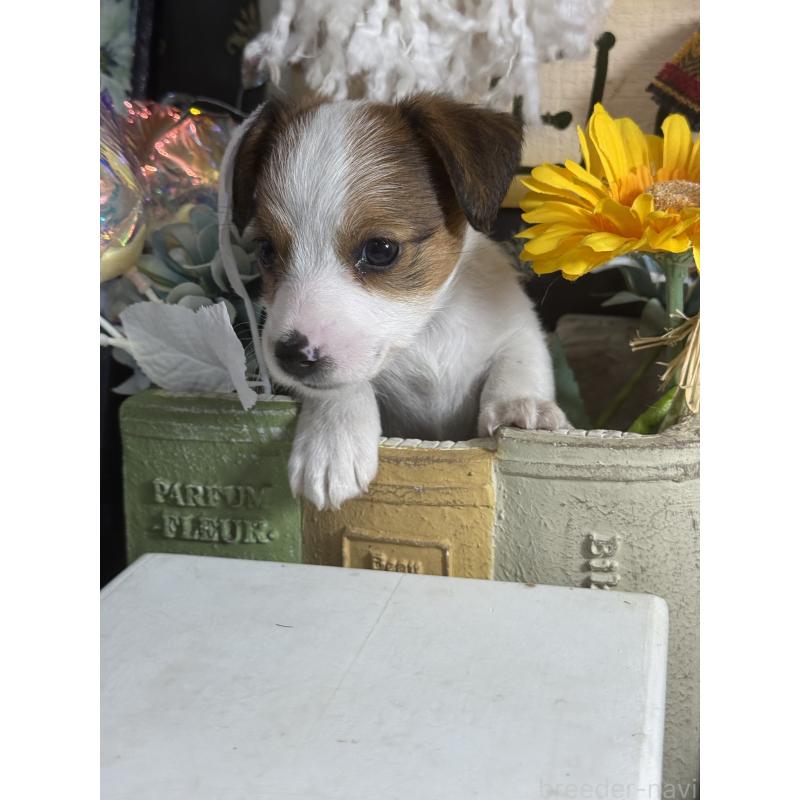 販売中の宮崎県のジャックラッセルテリア-430370の4枚目