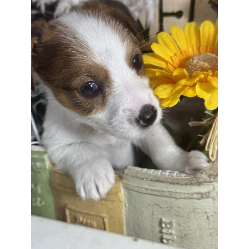 販売中の宮崎県のジャックラッセルテリア-430370の3枚目