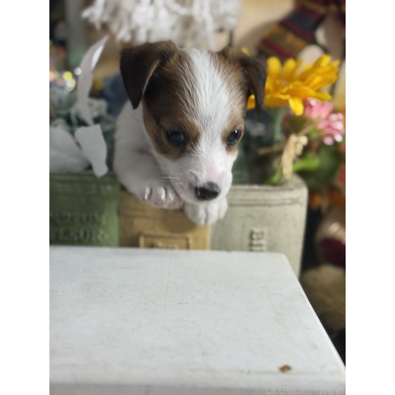 販売中の宮崎県のジャックラッセルテリア-430370の2枚目