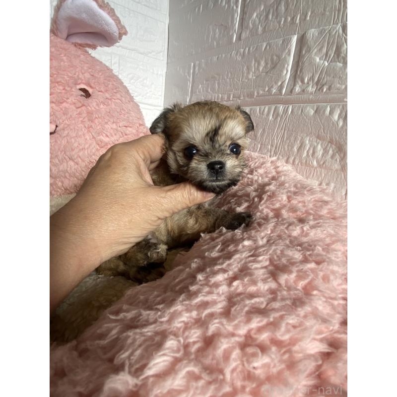 販売中の岡山県のミックス犬-430371の3枚目