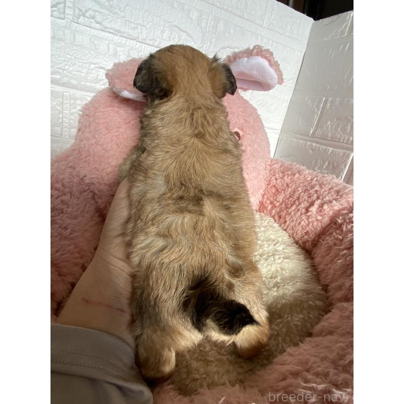 販売中の岡山県のミックス犬-430371の2枚目