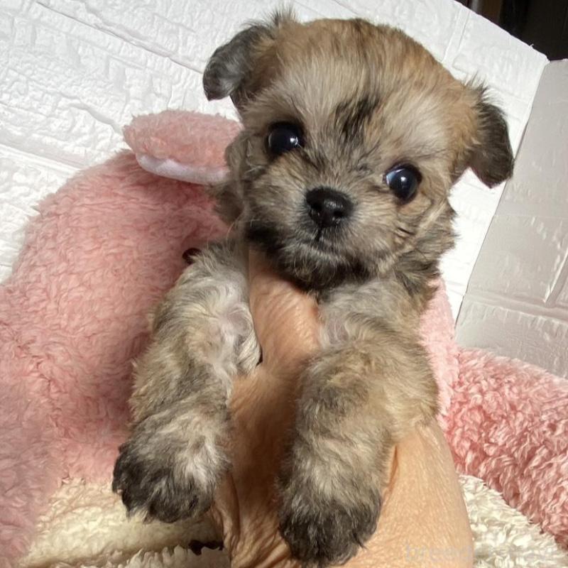 販売中の岡山県のミックス犬-430371