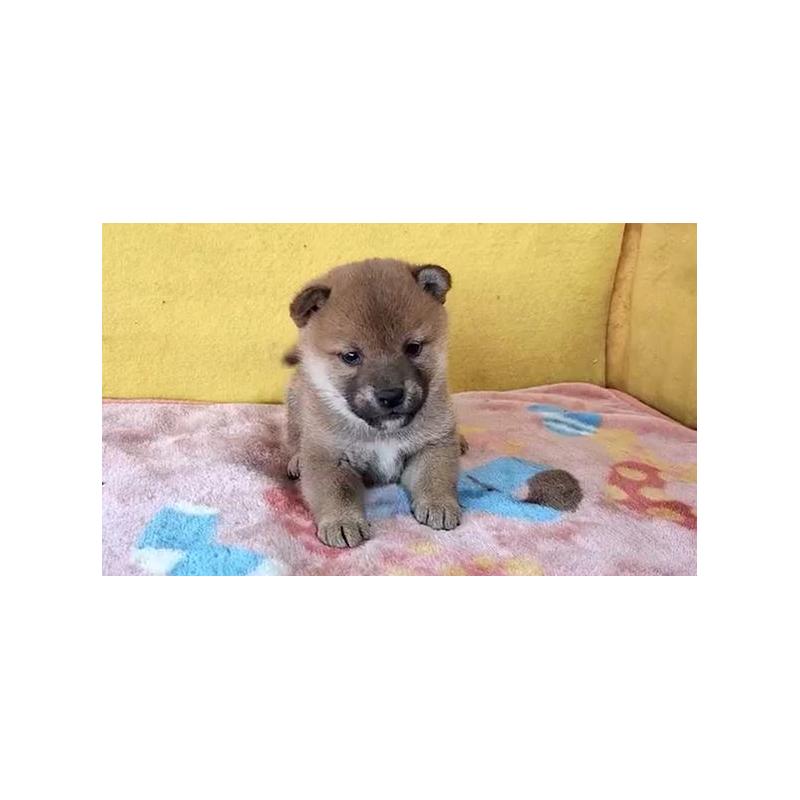 販売中の埼玉県の柴犬-430372の4枚目