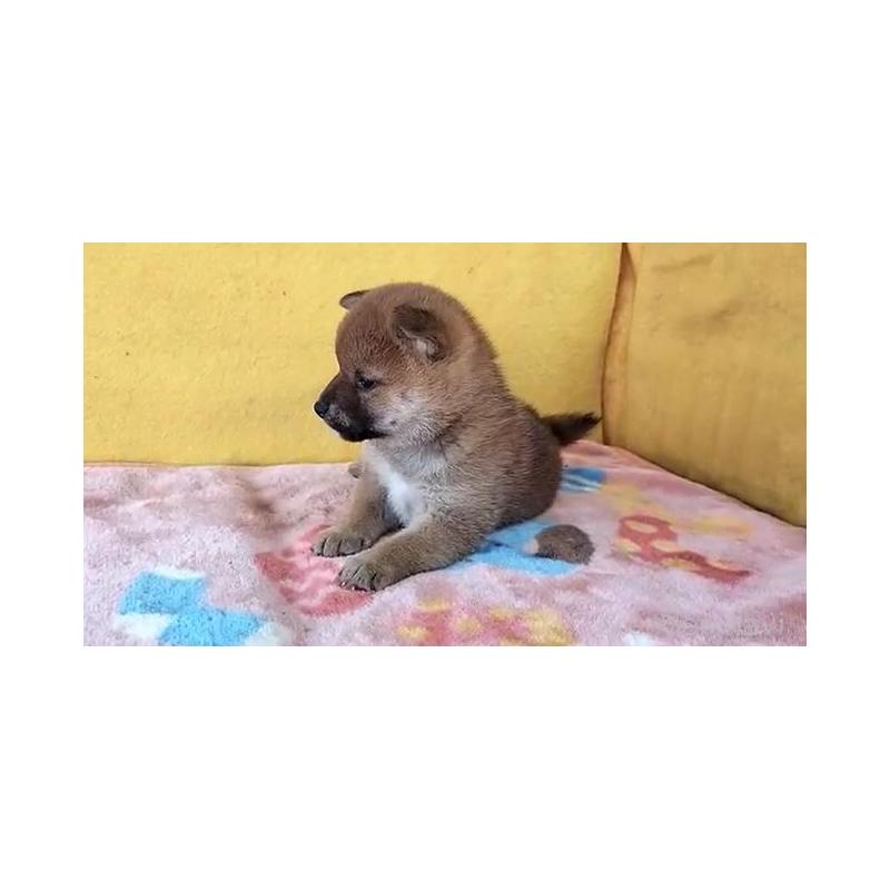 販売中の埼玉県の柴犬-430372の3枚目