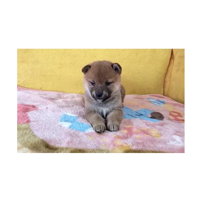 販売中の埼玉県の柴犬-430372の2枚目