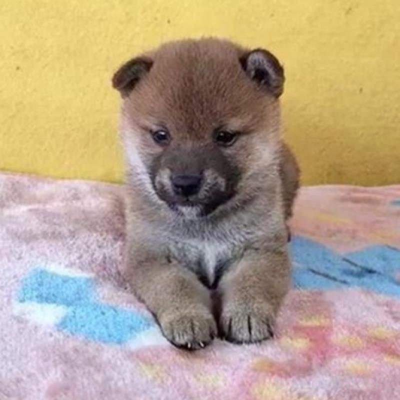 販売中の埼玉県の柴犬-430372の1枚目