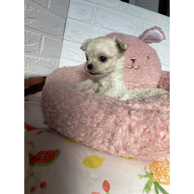 販売中の岡山県のミックス犬-430373の3枚目