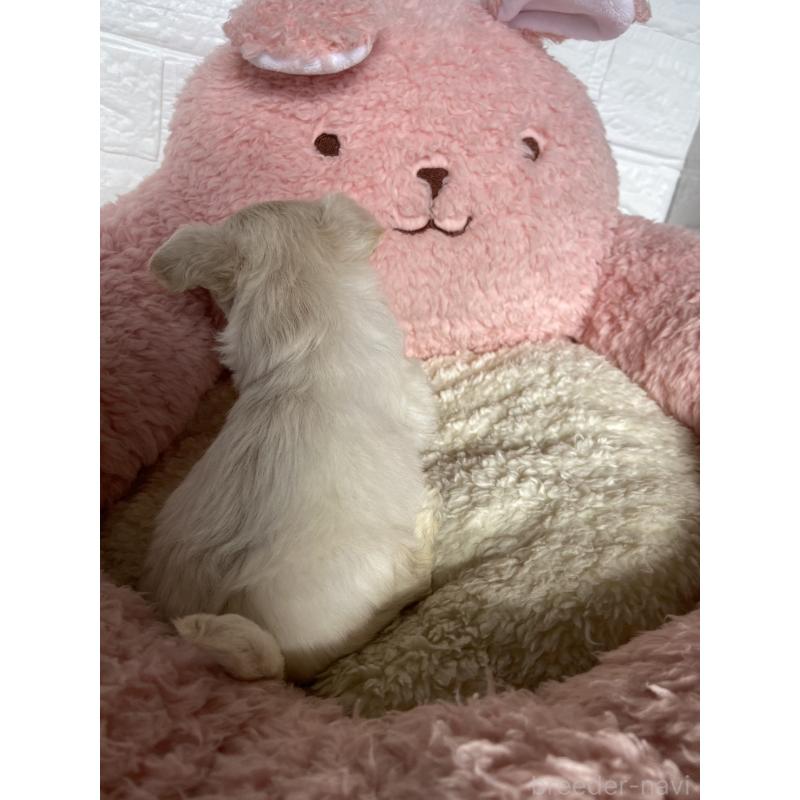 販売中の岡山県のミックス犬-430373の2枚目