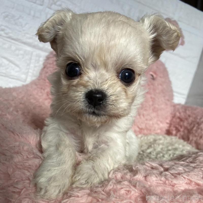 販売中の岡山県のミックス犬-430373