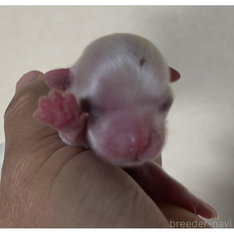 販売中の岡山県のマルチーズ-430374の7枚目