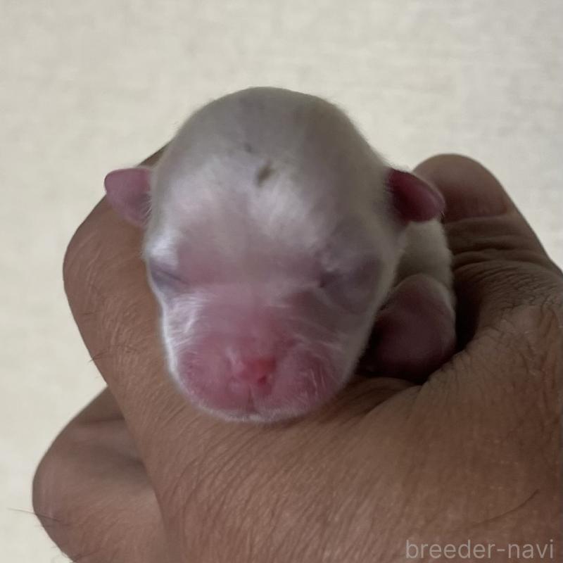 販売中の岡山県のマルチーズ-430374の6枚目