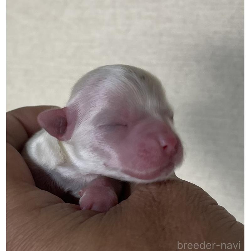 販売中の岡山県のマルチーズ-430374の5枚目