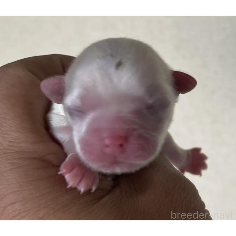 販売中の岡山県のマルチーズ-430374の1枚目