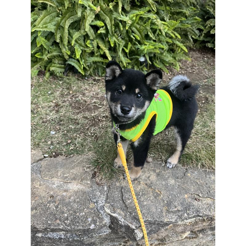 販売中の愛知県の豆柴-416155の11枚目